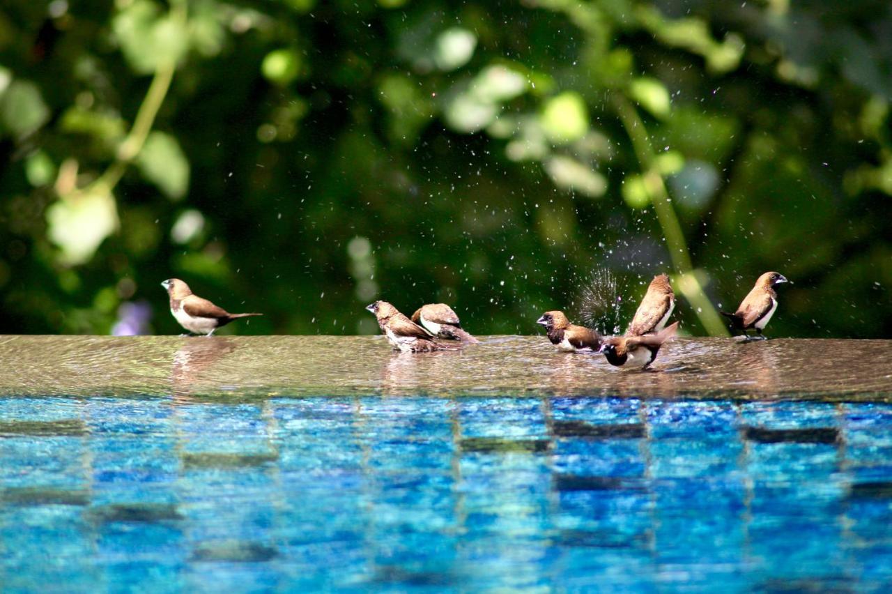 The Manipura Luxury Estate And Spa Up To 18 Person, Fully Serviced Ubud  Bagian luar foto